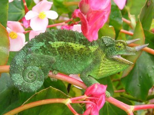 Chameleon 300x225