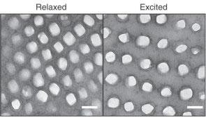 Chameleon nanostructure NatComm 300x170 2